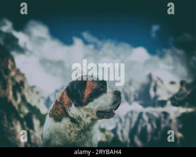 Saint Bernard dog in the alps region Stock Photo