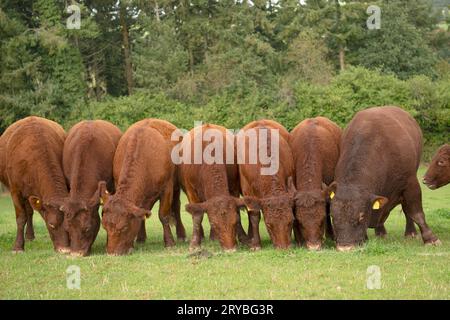 group of beef bulls Stock Photo