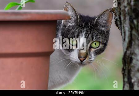 A tabby cats peers out from between a flower pot and a tree. Stock Photo