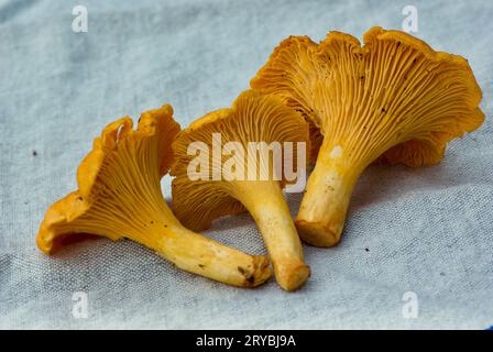 Three fresh newly picked golden chanterelles laying on a light grey linen cloth in summer. Stock Photo