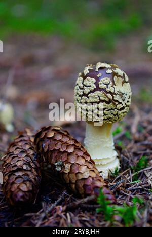 Royal fly agaric, Amanita regalis, and brown spruce cones among spruce needles in the forest. Stock Photo