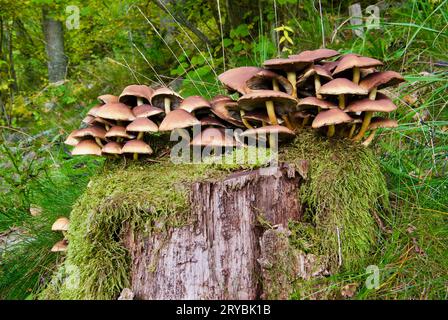 A lot of small brown mushrooms among green moss on top of an old tree stump in the forest in autumn. Stock Photo