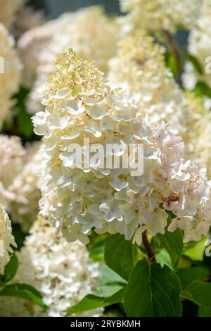 A close up of a cluster of white flowers on a Hydrangea shrub Stock Photo