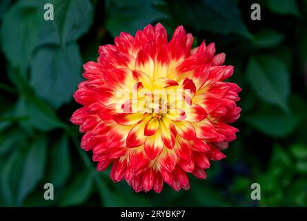 A close up o a beautiful red and yellow Dahlia flower Stock Photo
