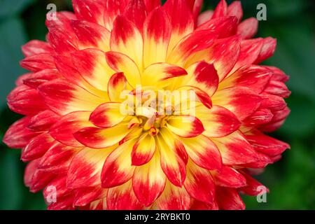 A close up o a beautiful red and yellow Dahlia flower Stock Photo
