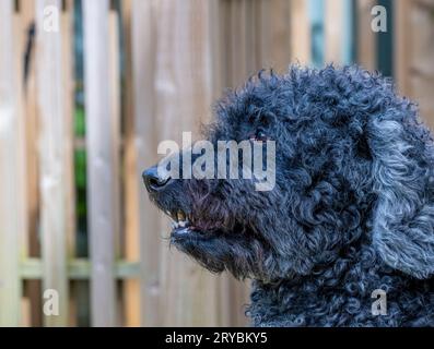 A beautiful, curly haired, black Labradoodle dog photographed in profile Stock Photo