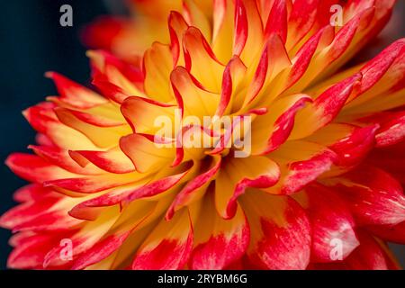 A close up o a beautiful red and yellow Dahlia flower Stock Photo