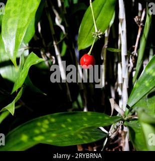 Dracaena Surculosa Japanese bamboo with a red berry and green variegated foliage. Stock Photo