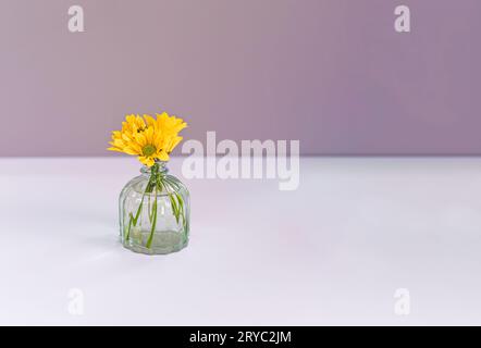 Little vase with yellow daisy flowers in water on light pink background with copy space Stock Photo