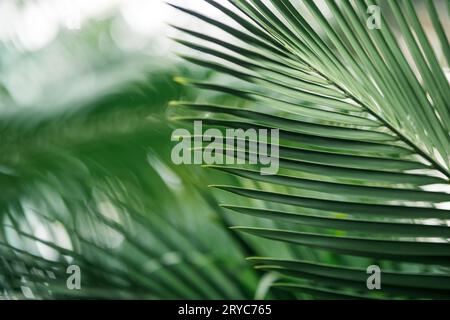 partially blurred natural background with palm leaves in the foreground Stock Photo