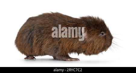 Senior Bamboo rat aka Cannomys badius, standing side ways. Looking to the side away from camera. Isolated on a white background. Stock Photo