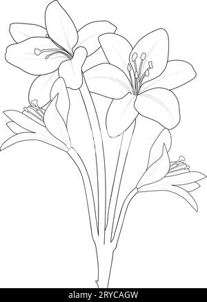 outline lily flower tattoo designs, realistic lily drawing, realistic ...