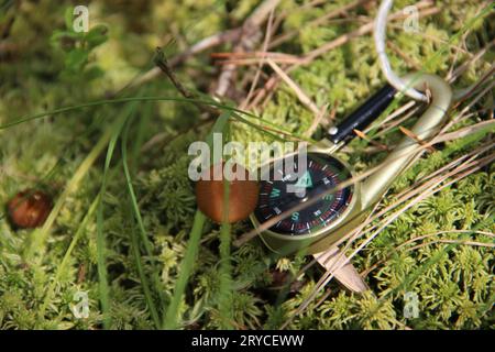Close-Up of mushroom in wild forest with compass Stock Photo