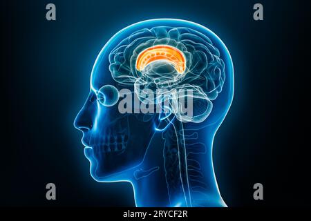 Xray profile view of the corpus callosum or callosal commissure 3D rendering illustration with male body contours. Human brain anatomy, medical, biolo Stock Photo