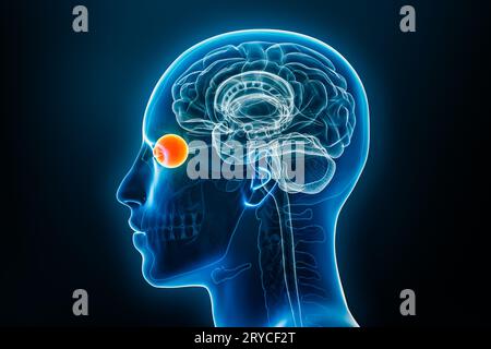 Xray lateral or profile view of the eye 3D rendering illustration with male body contours. Human anatomy, medical, biology, science, neuroscience, neu Stock Photo