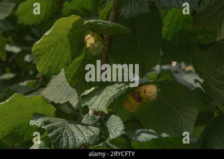 Three hazel nuts which are just begining to ripen on the tree Stock Photo