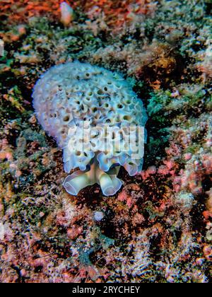 Elysia crispata, common name the lettuce sea slug or lettuce slug, is a large and colorful species of sea slug, a marine gastropod mollusk Stock Photo