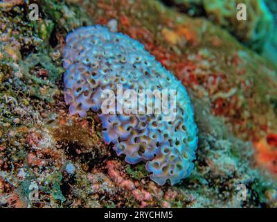 Elysia crispata, common name the lettuce sea slug or lettuce slug, is a large and colorful species of sea slug, a marine gastropod mollusk Stock Photo