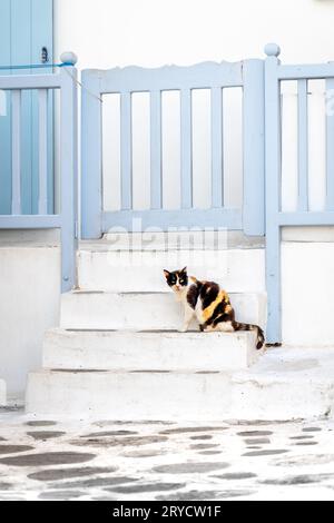 Calico cat sitting on a street in the Greek islands Stock Photo