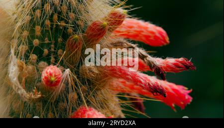 Portrait of the silver torch, a columnar cactus with its unusual and rich red cylindrical flowers in bloom. Stock Photo