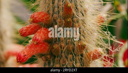 Macro study of a silver torch columnar cactus, with its cylindrical flowers that are infested by mealybugs and spider mites. Stock Photo
