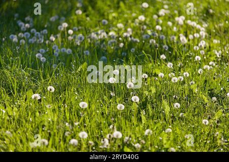 Dandelions in meadow against the sun with shallow depth of field Stock Photo