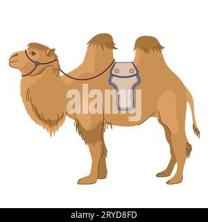 Mongolian camel - Bactrian. A pet common in Asia. Two-humped camel. Vector illustration. The mammal is used for travel, transport and tourism Stock Photo