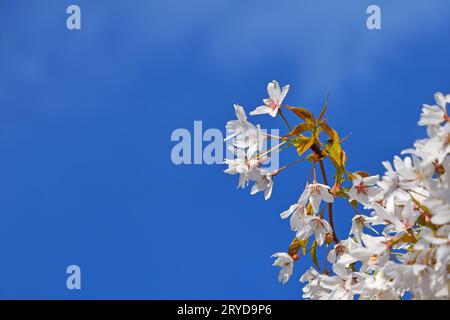 White cherry blossom over blue sky close up Stock Photo
