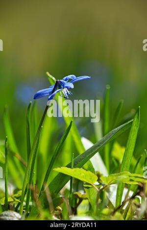 Close up one blue spring Scilla snowdrop flower Stock Photo