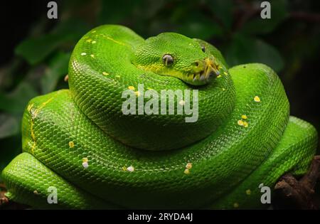 Green tree python profile portrait close up Stock Photo