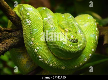 Green tree python profile portrait close up Stock Photo