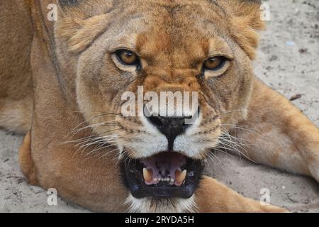 Close up portrait of angry furious lioness roar Stock Photo