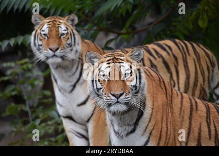 Close up portrait of two Amur tigers Stock Photo