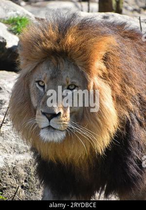 Close up portrait of lion looking at camera Stock Photo
