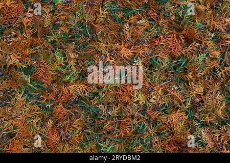 Close up background of autumn thuja cedar leaves Stock Photo