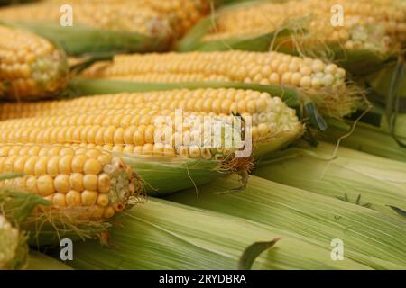 Fresh corncobs close up in retail Stock Photo