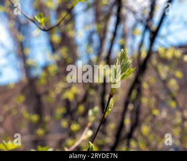 Closeup of the buds, stem and small young green leaves of Sorbus torminalis L. Sunny spring day . Stock Photo