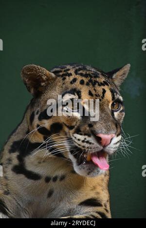 Close up portrait of clouded leopard Stock Photo