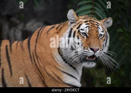 Close up portrait of Siberian Amur tiger Stock Photo