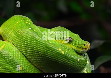 Green tree python profile portrait close up Stock Photo