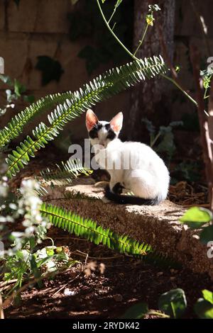 Very cool and beautiful cat looking at camera with beautiful looks of sun light which give the photo a big value Stock Photo