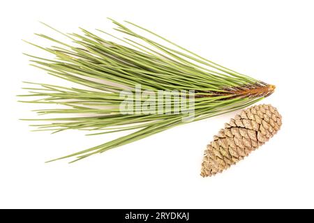 Pine branch and cones isolated on white background Stock Photo