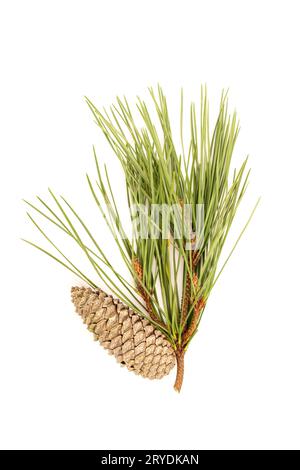 Pine branch and cones isolated on white background Stock Photo