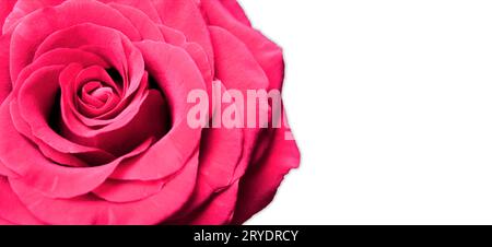 Red Rose isolated on white background with copy space Stock Photo