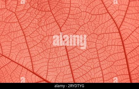 Coral pink toned close up texture of leaf veins Stock Photo