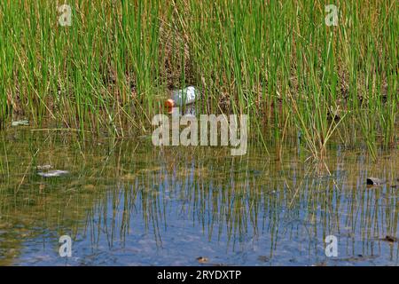 A floating plastic water bottle in between the tall grasses in the lake with the cap still on polluting the environment closeup view on a sunny day in Stock Photo