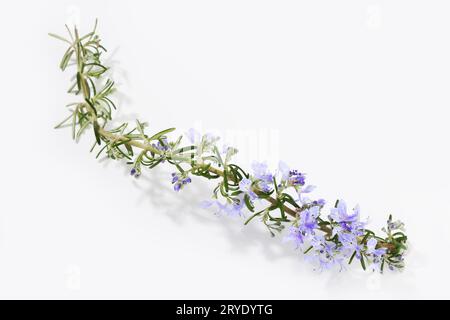 Fresh rosemary twig with blooming flowers isolated on white background Stock Photo