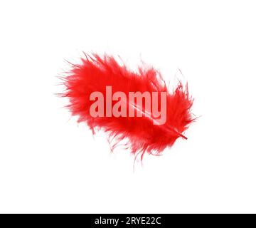 Red feather isolated on white background Stock Photo