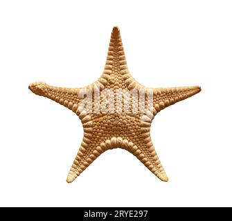 Dried sea starfish isolated on white Stock Photo