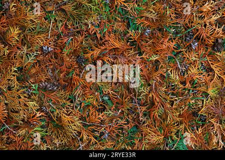 Close up background of autumn thuja cedar leaves Stock Photo